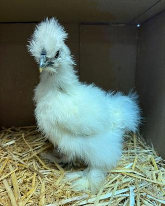 Pulcini Moroseta Silkie