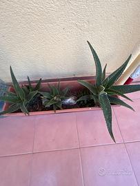 Piante