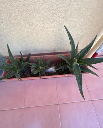 Piante