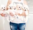 bichon-a-poil-frise