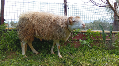 Montone valle del belice