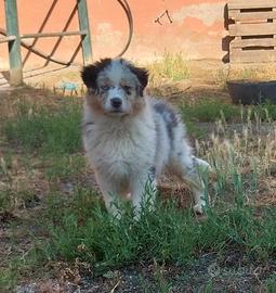 Cuccioli pastore australiano