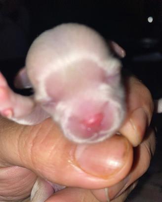 Supendi chihuahua