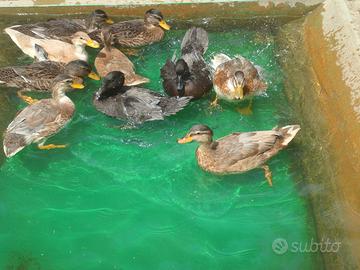 Giovani anatre nane, call duck