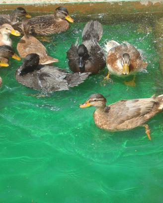 Giovani anatre nane, call duck