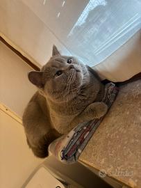 British shorthair