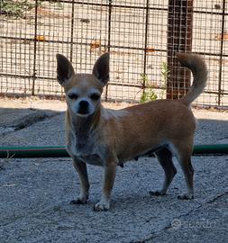 Chihuahua a pelo corto ex fattrice 