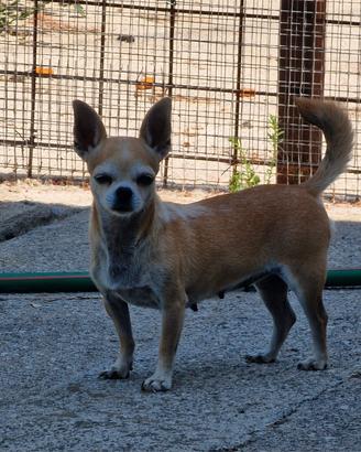 Chihuahua a pelo corto ex fattrice 