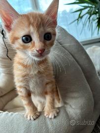 Gatti europei