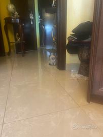 Cucciolo siamese thai