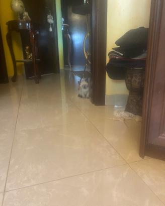 Cucciolo siamese thai