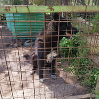 Pastore belga di grande taglio