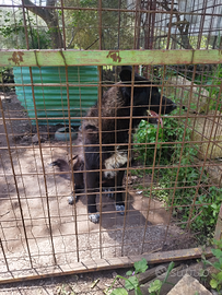 Pastore belga di grande taglio