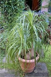 Pianta Mangiafumo - Beaucarnea rigogliosa 1,40m