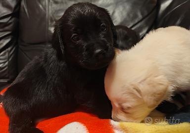 Labrador miele e neri con pedigree