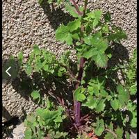 semi Grespino(sonchus Oleraceus 