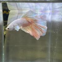 Betta splendens hm
