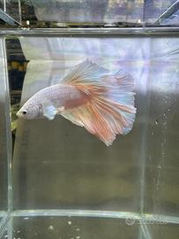Betta splendens hm