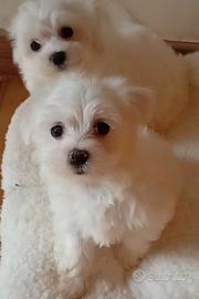 Cuccioli maltese mini