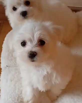 Cuccioli maltese mini