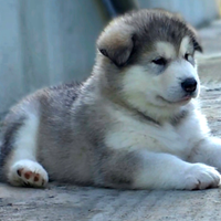 Alaskan malamute