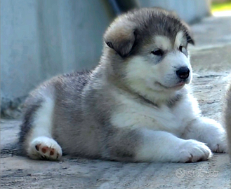 Alaskan malamute