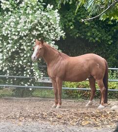 Fattrice Quarter Horse