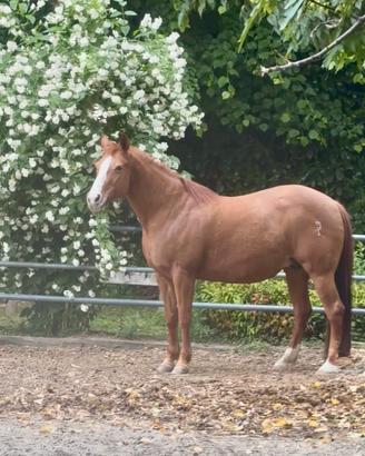 Fattrice Quarter Horse