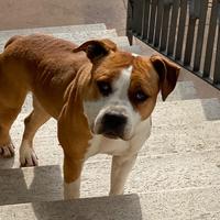 Amstaff in adozione