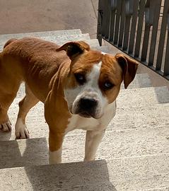 Amstaff in adozione