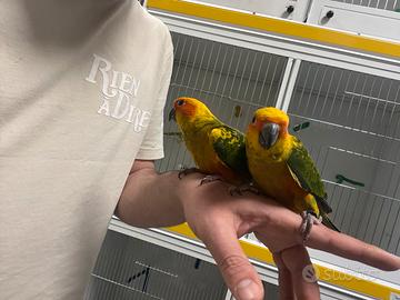 Pappagalli e parrocchetti allevati a mano