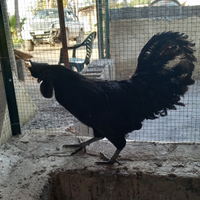 Cemani