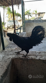 Cemani