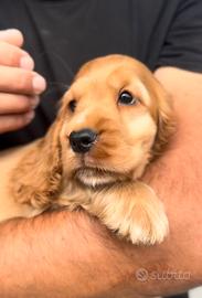 Cuccioli cocker spaniel inglese