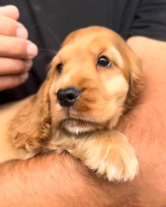 Cuccioli cocker spaniel inglese