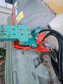 Spolonnatrice clemens