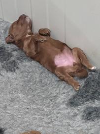 Cuccioli di barboncino nano red con pedigree