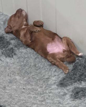 Cuccioli di barboncino nano red con pedigree