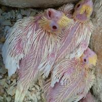 Pulli calopsite lutine prossime nascite 06/06/2025