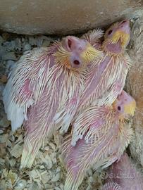 Pulli calopsite lutine prossime nascite 06/06/2025