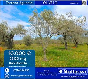 Agro di Sassari- Uliveto di 2300mq c.a