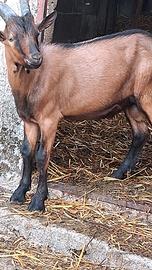 Becco camosciato delle alpi