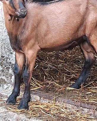 Becco camosciato delle alpi