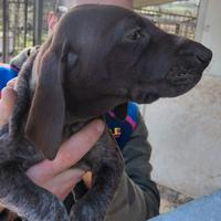 Cuccioli di Kurzhaar bracco tedesco