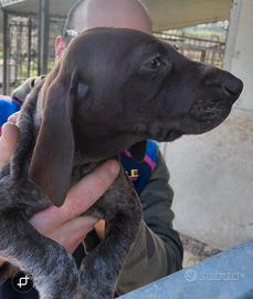 Cuccioli di Kurzhaar bracco tedesco