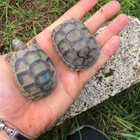 Tartarughe di terra con certificati