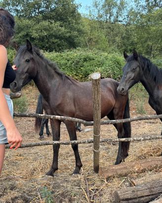 Puledri cavallo Pony Esperia