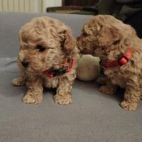 Cuccioli Maltipoo