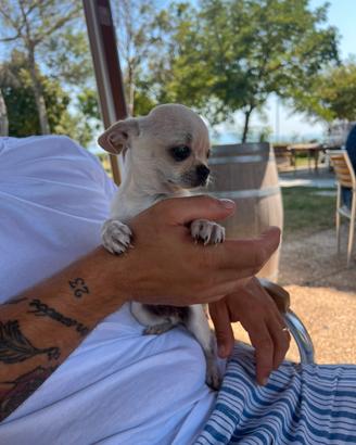 Chihuahua