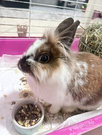 Coniglio Nano Testa di Leone + kit completo